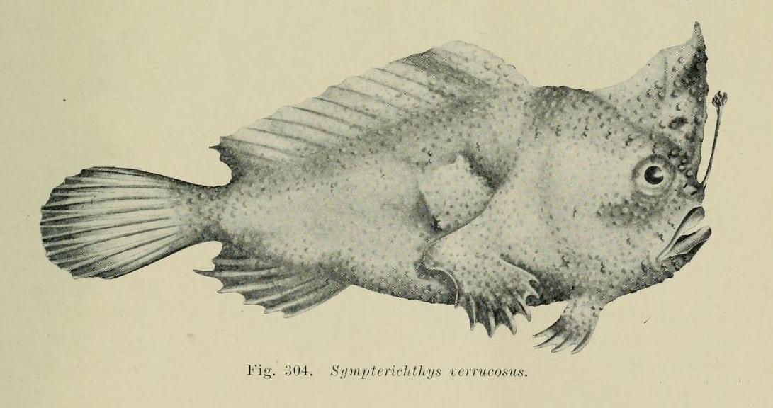A Bestiary of Loss — The Public Domain Review